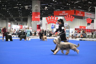 2026 AKC National Championship presented by Royal Canin at Orange County Convention Center — Dec 12, 2026