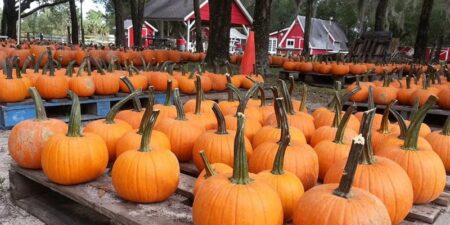 Santa’s Farm Pumpkin Patch