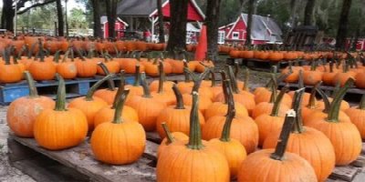 Santa’s Farm Pumpkin Patch at Santa’s Chistmas Tree Farm — Oct 12, 2026