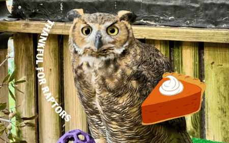 Owl Prowl at Audubon Center